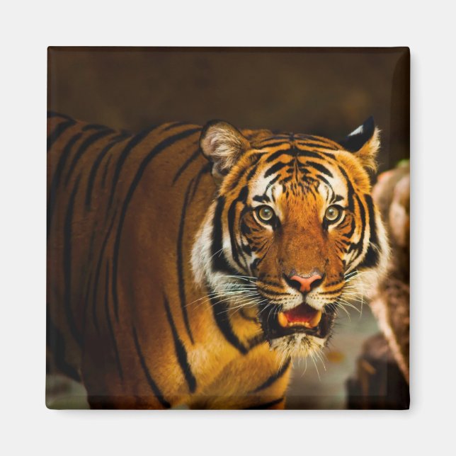 Íman Tigre de Fecho (Frente)