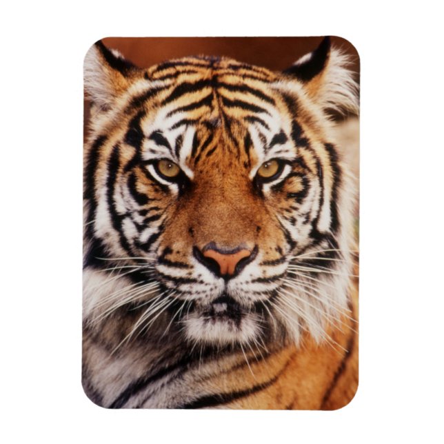 Íman Tigre-de-sumatra (Vertical)
