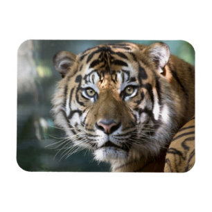 Íman Tigre-de-sumatra macho (Panthera tigris sumatrae)