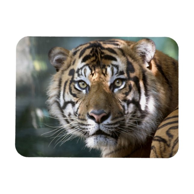 Íman Tigre-de-sumatra macho (Panthera tigris sumatrae) (Horizontal)