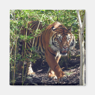 Íman Tigre de Sumatran