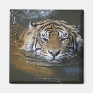 Íman Tigre de Sumatran, sumatrae de tigris do Panthera