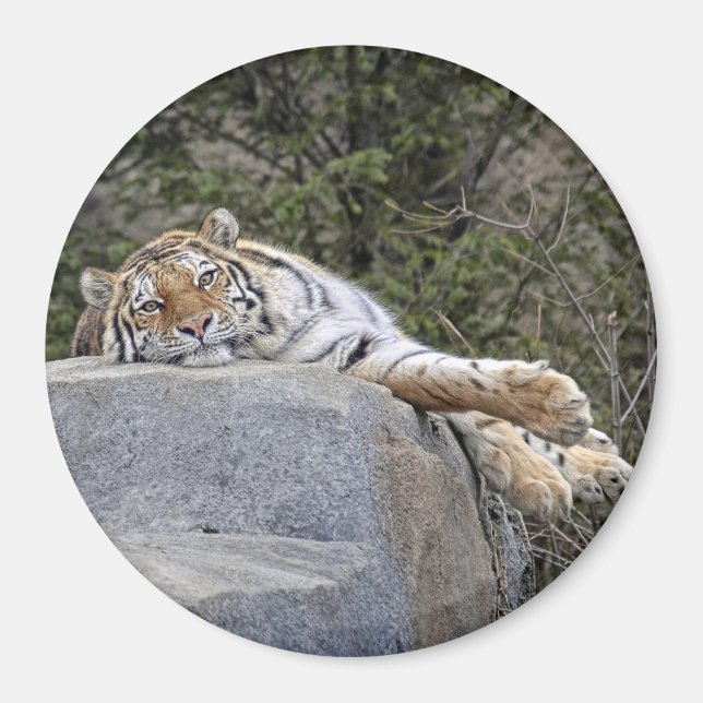 Íman Tigre "Dia Preguiçoso" Magnet (Frente)