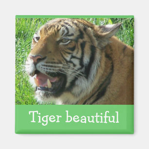 Íman Tigre do ímã bonito