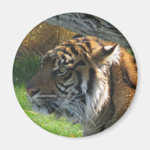 Íman Tigre do tigre