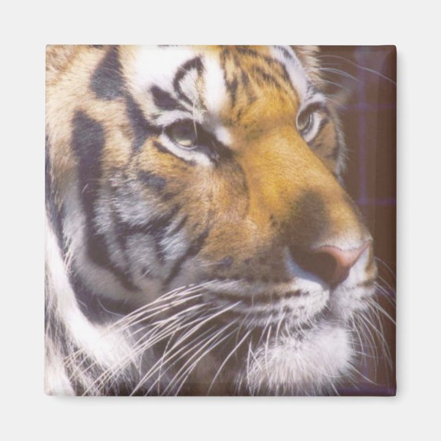 Íman Tigre Face (Frente)