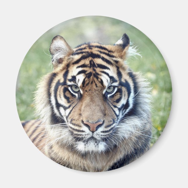 Íman Tigre fotográfico, animais. imã (Frente)