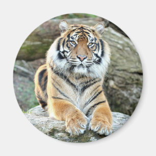 Íman Tigre fotográfico do Magnet, animais 0214.