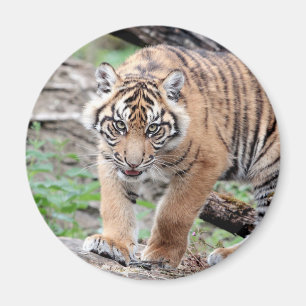 Íman Tigre fotográfico do Magnet, animais 1. ímã