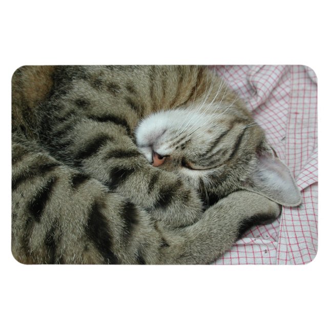 Íman Tigre-Gato Dormente (Horizontal)