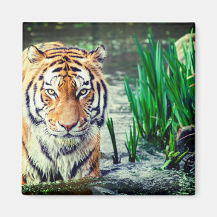 Íman Tigre Magnet