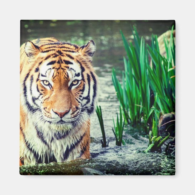 Íman Tigre Magnet (Frente)