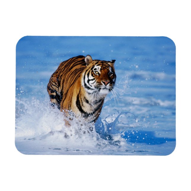 Íman Tigre Magnet (Horizontal)