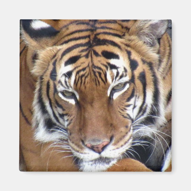 Íman Tigre - Magnet (Frente)