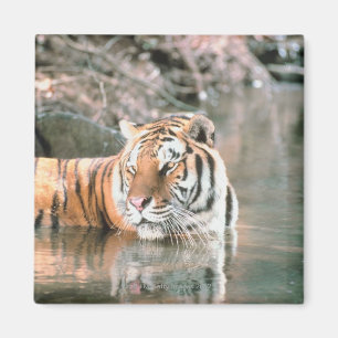Íman Tigre no córrego