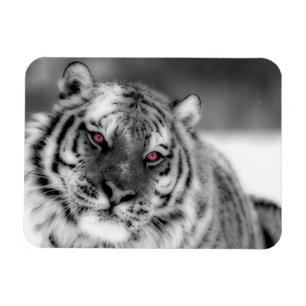 Íman Tigre Olhado Rosa