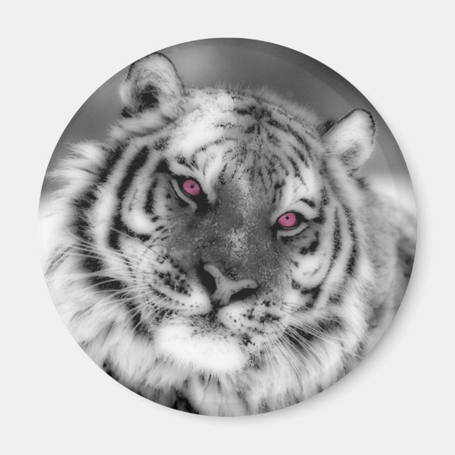 Íman Tigre Olhado Rosa (Frente)