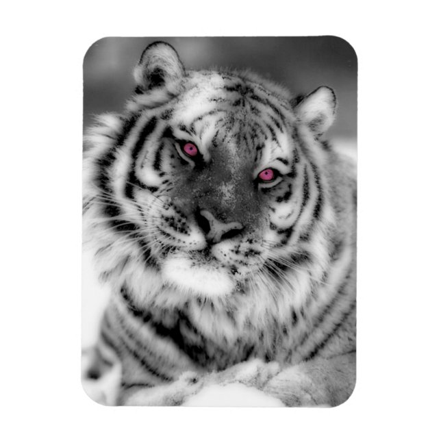 Íman Tigre Olhado Rosa (Vertical)