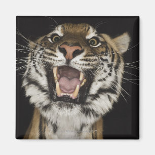 Íman Tigre que ruje 2
