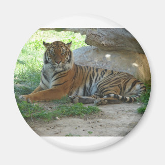 Íman Tigre, Royal Bengal tigre