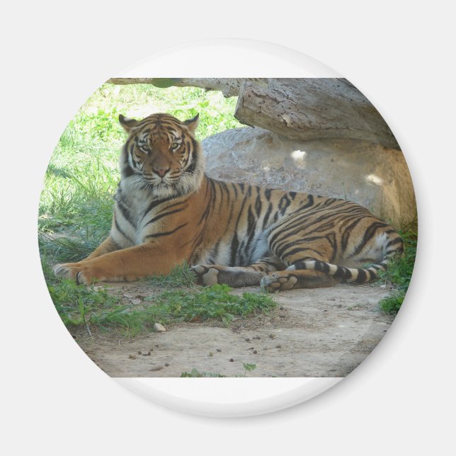 Íman Tigre, Royal Bengal tigre (Frente)