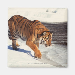 Íman Tigre Siberian