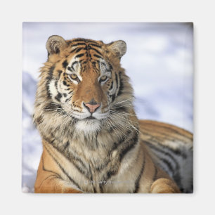 Íman Tigre Siberian, altaica de tigris do Panthera,