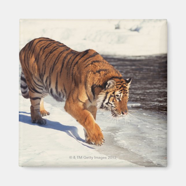 Íman Tigre siberiano (Frente)