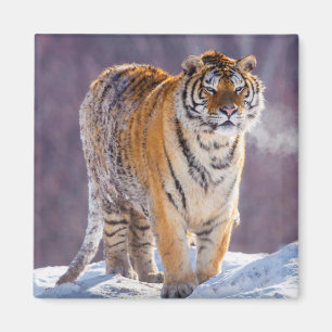 Íman Tigre siberiano na neve, China