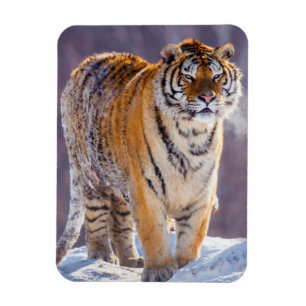 Íman Tigre siberiano na neve, China