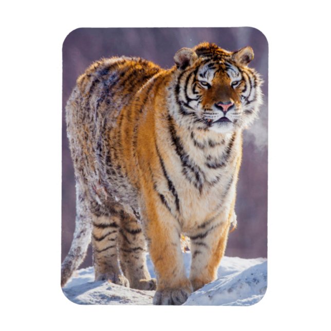 Íman Tigre siberiano na neve, China (Vertical)