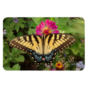 Íman Tigre Swallowtail Butterfly 4"x6" Magnet