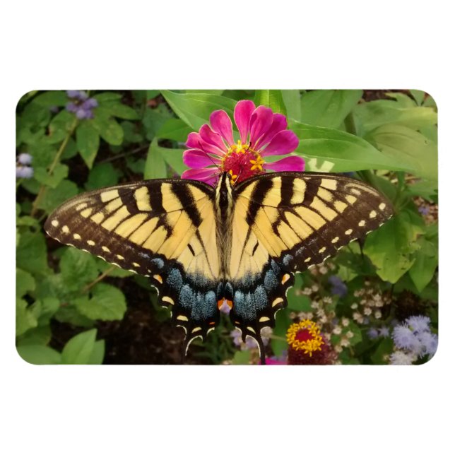 Íman Tigre Swallowtail Butterfly 4"x6" Magnet (Horizontal)