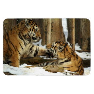 Íman Tigres