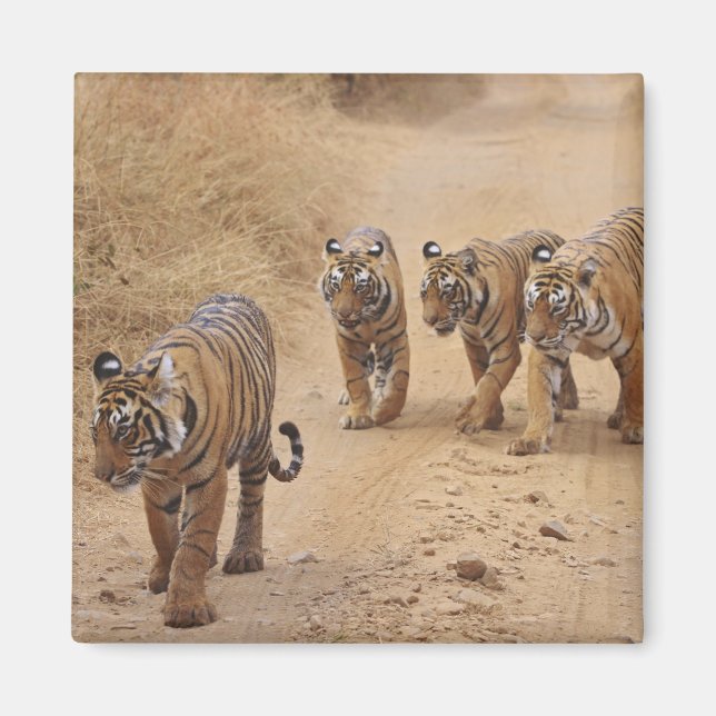 Íman Tigres de Bengala (Frente)