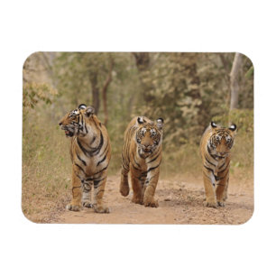 Íman Tigres de Bengala reais na pista, Ranthambhor