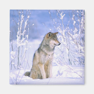 Íman Timber Wolf sentado na neve, Canis lupus,