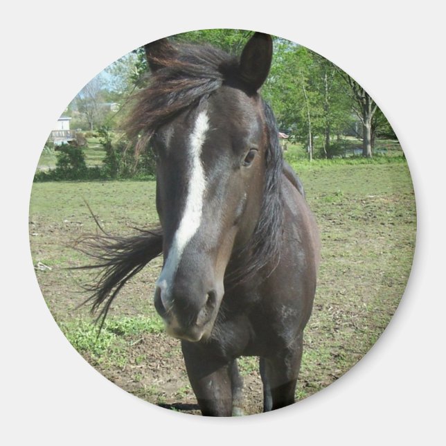 Íman Tinta do Cavalo (Frente)