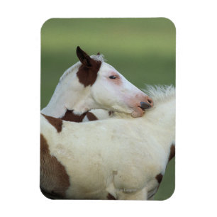 Íman Tinta Fotos Reproduzindo