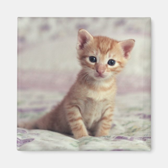Íman Tiny Ginger Kitten (Frente)