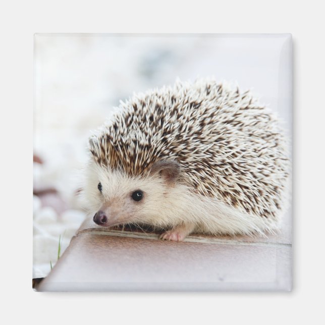 Íman Tiny Hedgehog (Frente)