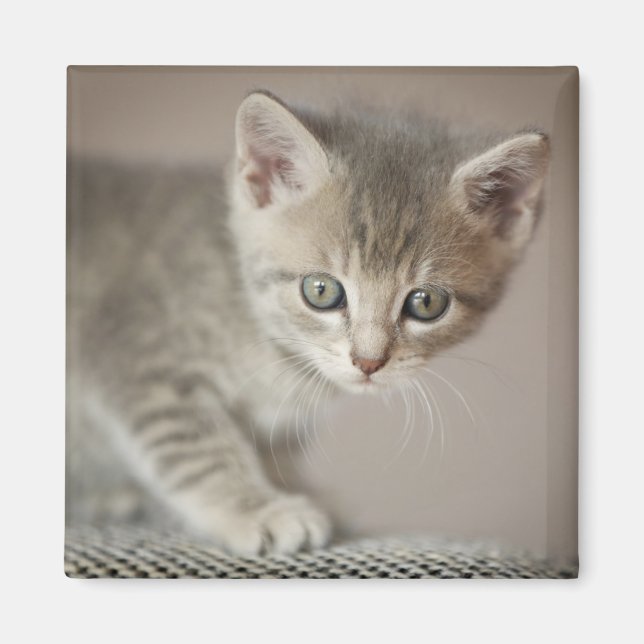 Íman Tiny Kitten (Frente)
