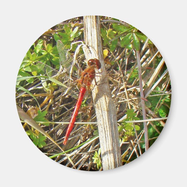 Íman Tiny Red Dragonfly em novembro (Frente)