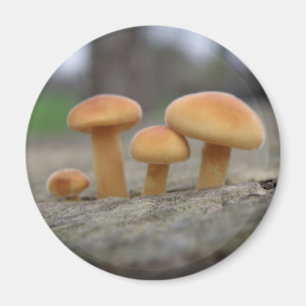 Íman Tiny Toadstools Macro Magnet