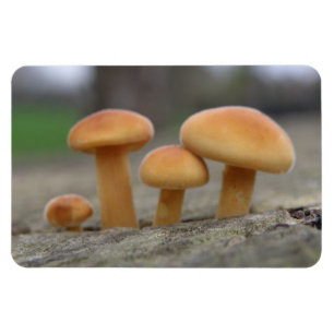 Íman Tiny Toadstools Macro Premium Magnet