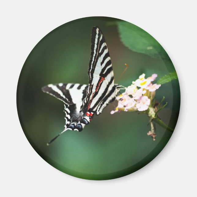 Íman Tiny Zebra Magnet (Frente)