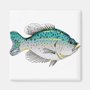 Íman Tipo de peixe
