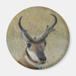 Íman Tiro na Cabeça de Antílope Bighorn A5