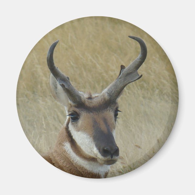 Íman Tiro na Cabeça de Antílope Bighorn A5 (Frente)