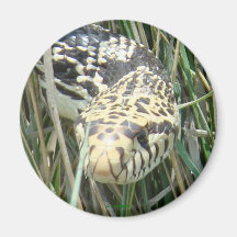 Tiro na Cabeça de R4 Bull Snake